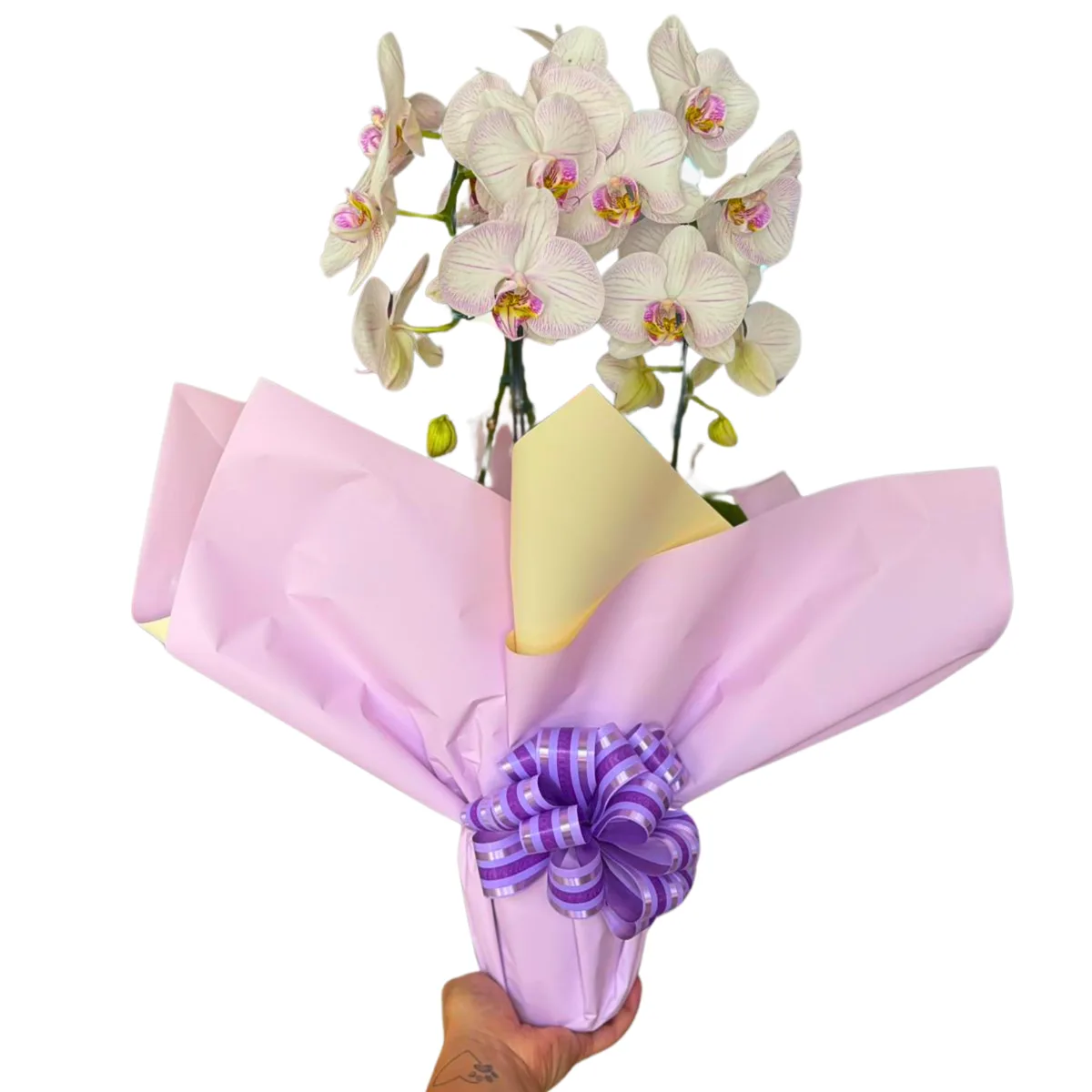 Orquídea Cascata
