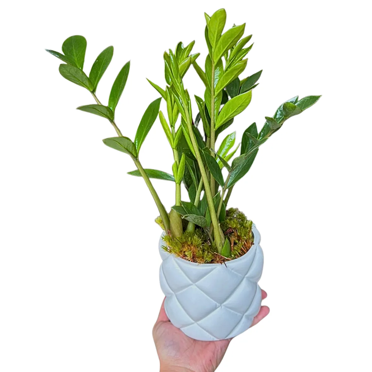 Mini Zamioculca na cerâmica