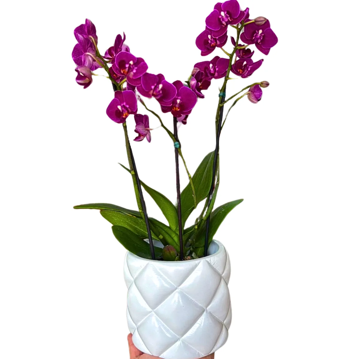 Mini Orquídea na cerâmica